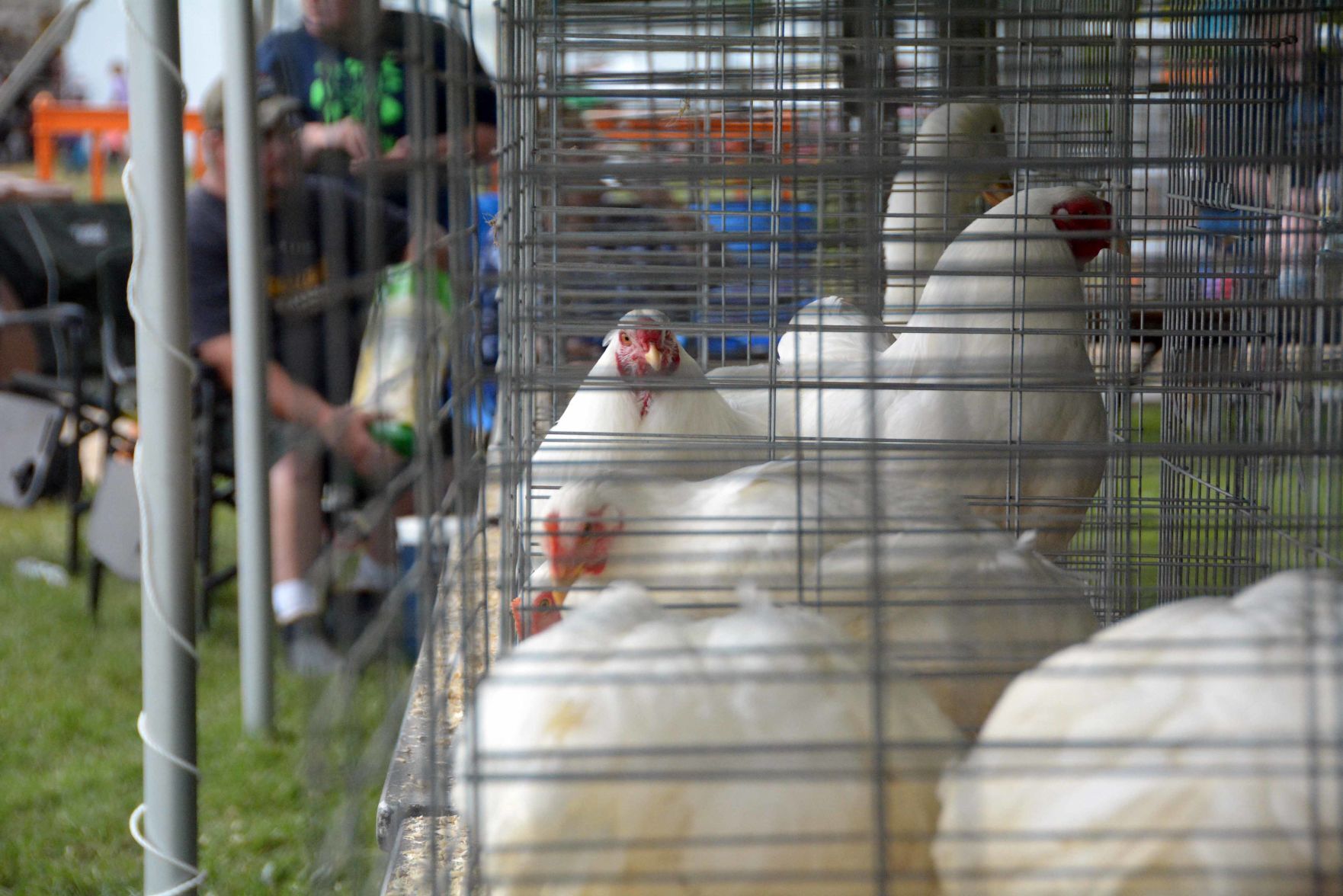 Thursday at the 2021 Sauk County Fair
